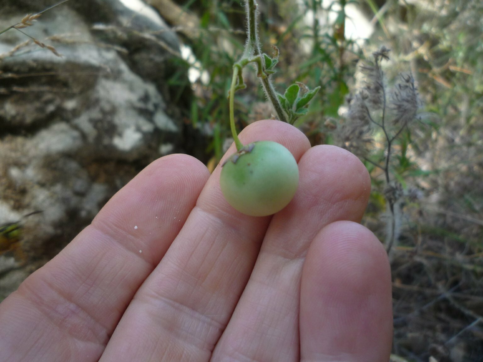 High Resolution Solanum umbelliferum Fruit